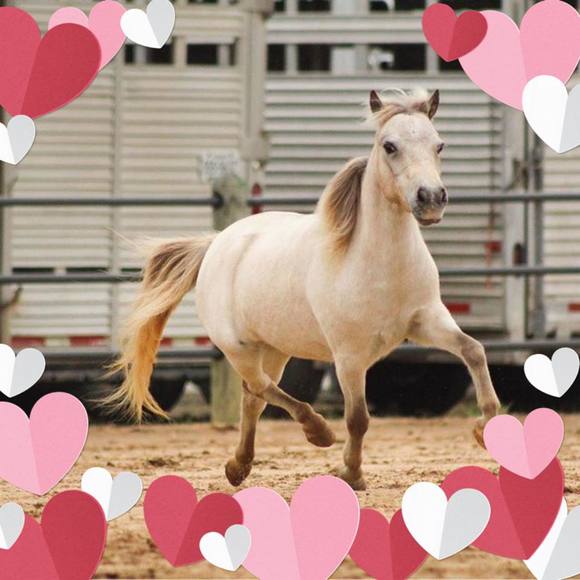 Meet your Posher, Tricia - Picture 1 of 1